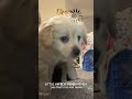 Puppy unboxing #fypシ゚viralシ2025fyp#shadowmilk#puppy#maltese#littlejimmy#thevoice#unboxing