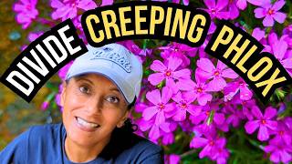 How To Divide Creeping Phlox