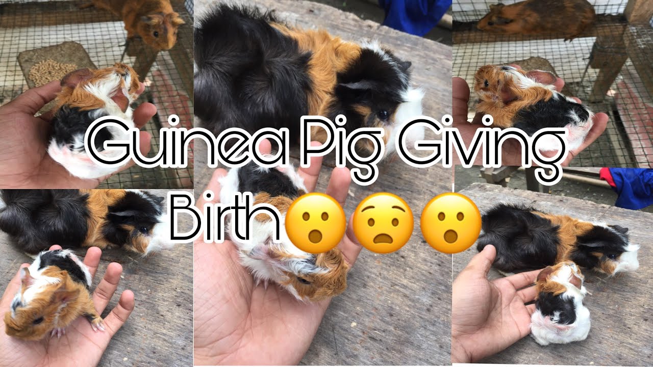 Guinea Pig Giving Birth Nanganak Ang Guinea Pig Ko New Baby Guinea Pig 