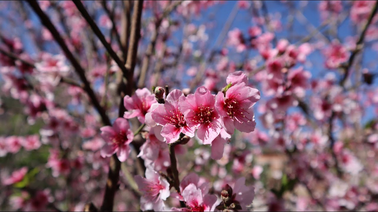 Prunus persica en floracion - hablando del Duraznero - Melocotonero -  YouTube