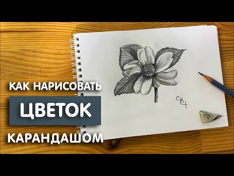 Как нарисовать цветок простым карандашом | Рисунок для начинающих легко и поэтапно