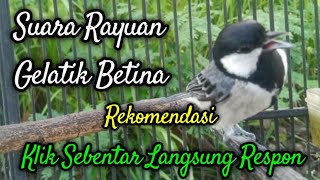 Suara gelatik betina memanggil jantan | Gelatik batu gacor