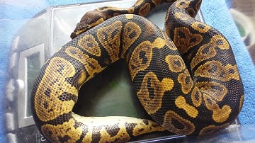 Dinker Ball Python Update!