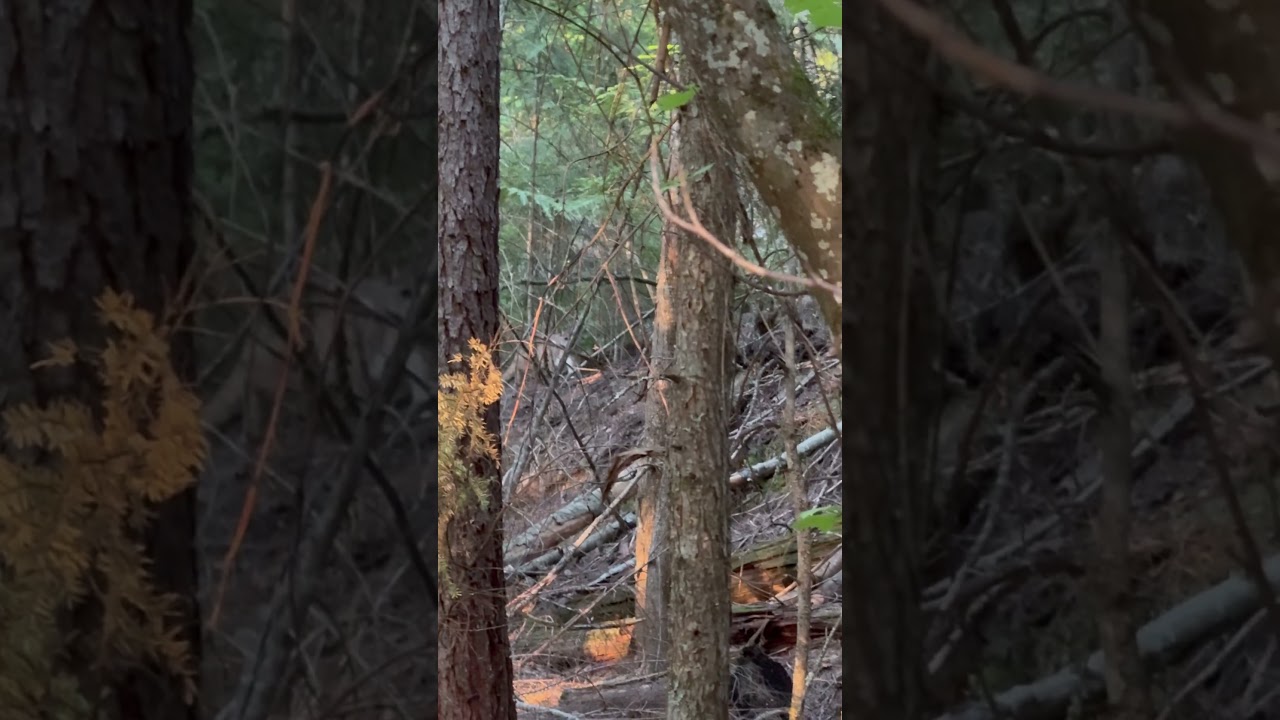 Multiple cougars stocking us #pnw #cougar #stalking #idaho #exploreidaho #wildlife #subscribe #pnw