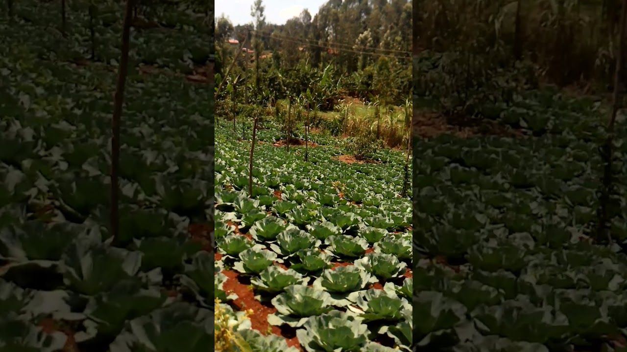 Big Size Cabbage Best for Kenyan Market 