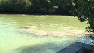 Dolphin Fishing with Mud Circles.mpg
