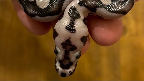 Leopard Vpi Axanthic Clown Ball Python (Clutch #1)