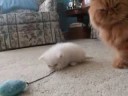 Cute Kitten Tug a War