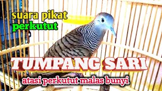 #perkutut pikat gacor suara TUMPANG SARI unik dan langka