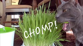 Chomping On Ca Cat Gr - Thunder