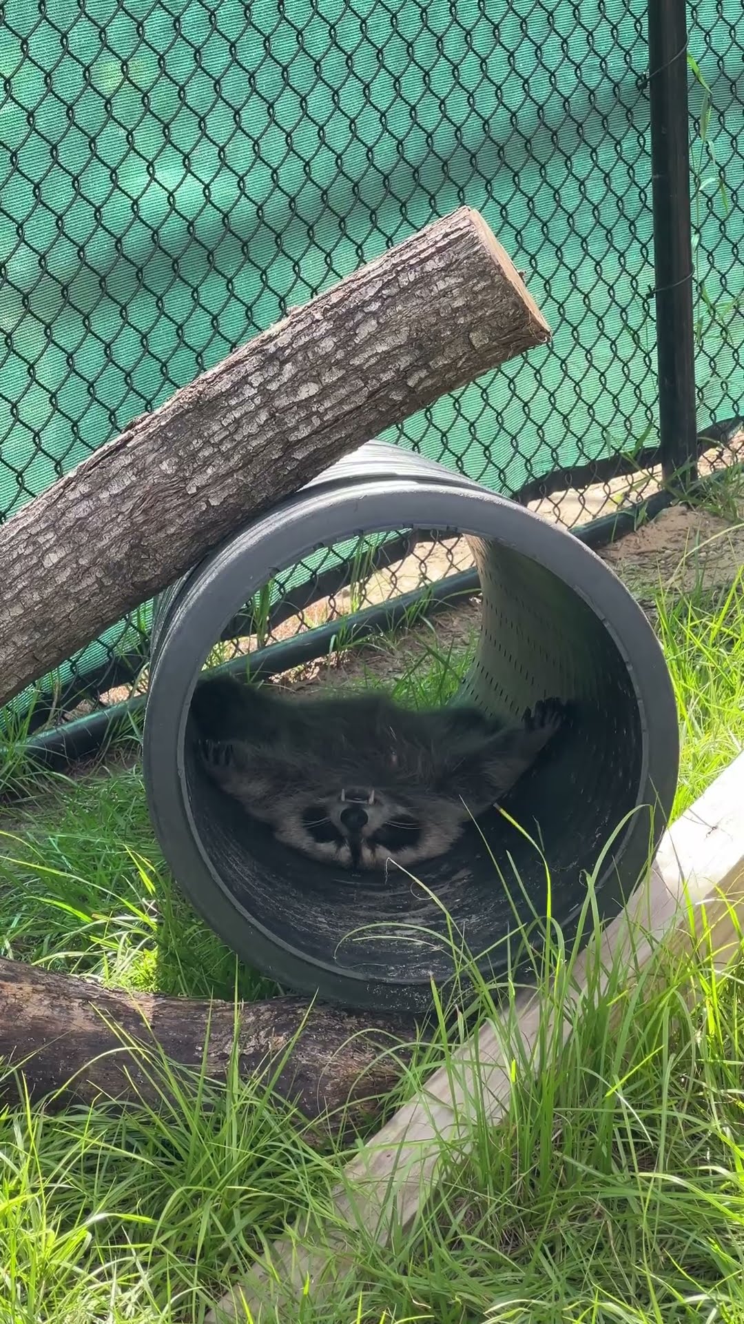 Sleepy Raccoon Lounges in a Tube for a Cozy Afternoon Nap