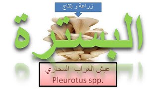 شاهد كيف يتم بسترة قش الأرز لزراعة عيش الغراب