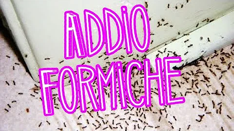 Cosa dare contro le formiche?