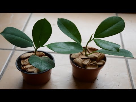 ვიდეო: როგორ ყვავის Ficus