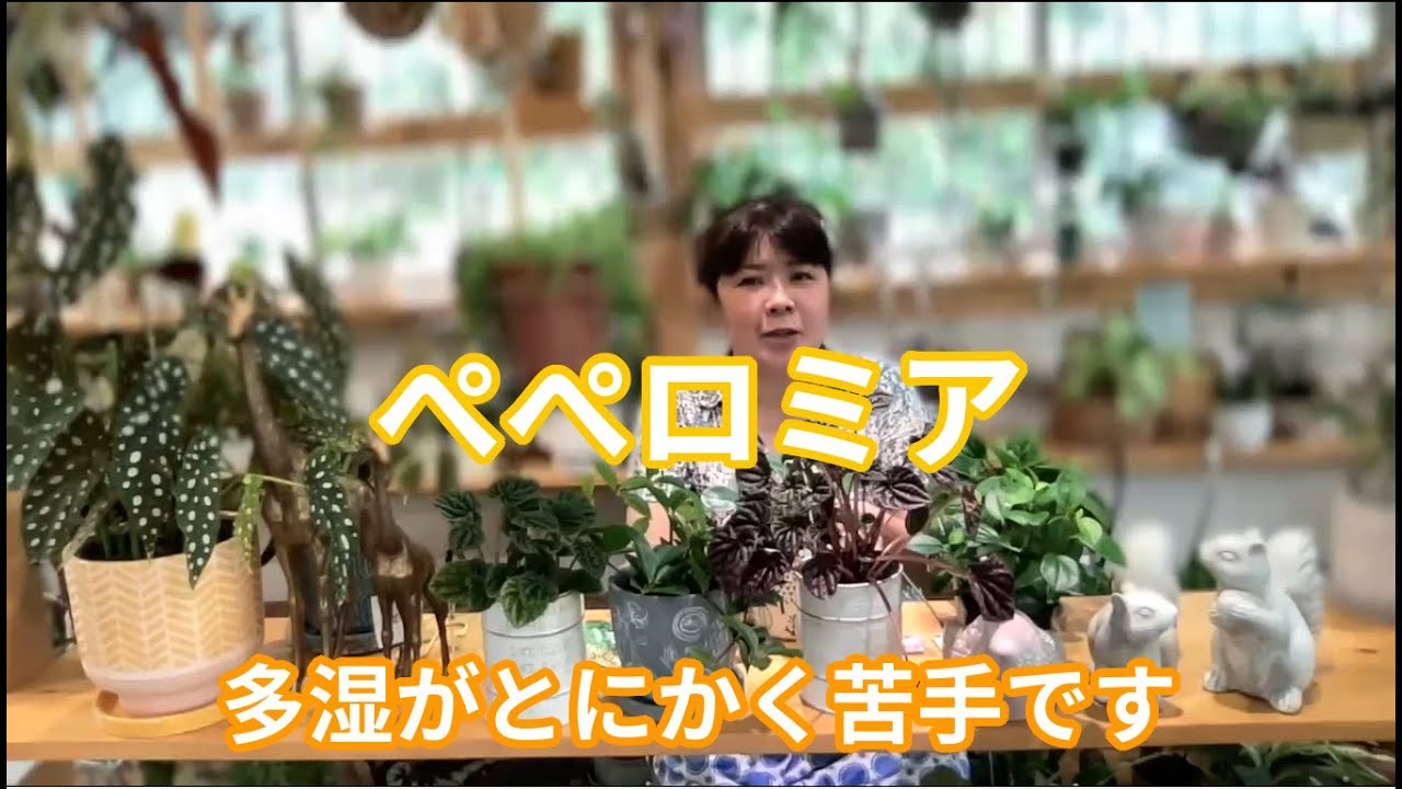 ペペロミアの魅力と育て方 [ 福岡 糸島 観葉植物 & 雑貨 店 ]