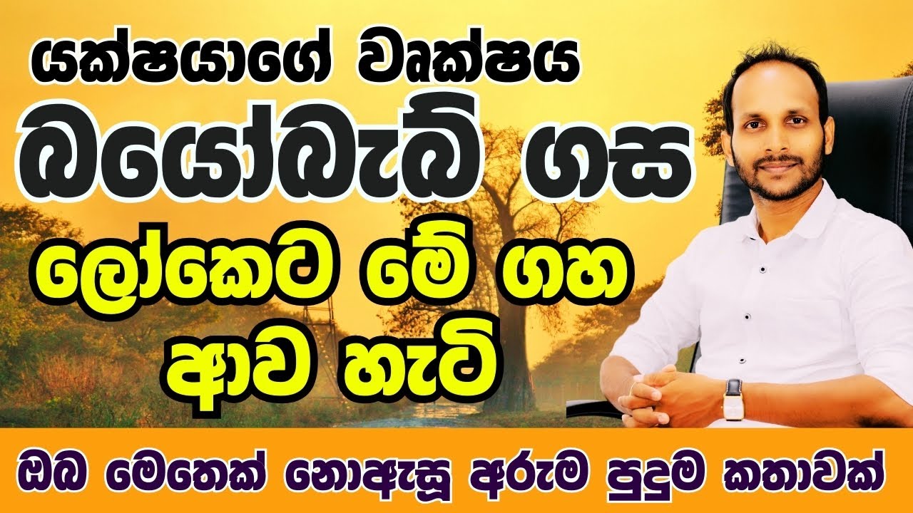 බයෝබැබ් ගස ගැන ඔබ මෙතෙක් නොඇසූ අපූරු කතාව (යක්ෂයාගේ වෘක්ෂය) | Baobab Tree | Uthsuka Rathnayake