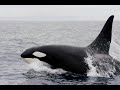 Orca (a baleia assassina)