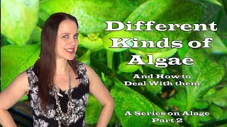 The Different Kinds of Algae in a Freshwater Aquarium