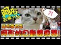 【Bonnie】阿布在哪裡?! - 貓咪的餵食器│阿布的自動餵食器，邦妮跟雪兔要準備搬家出國啦 ! !