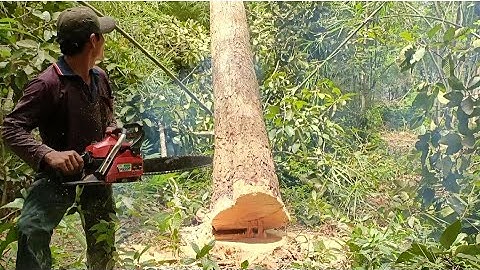 Cưa cây dầu long siêu cao . Máy Cưa G4200. cây kỹ thuật cao