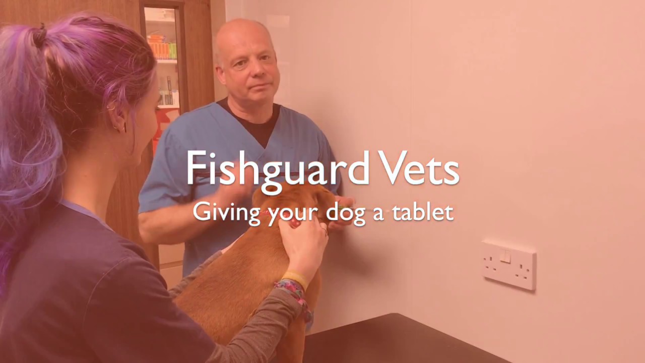 Giving your dog a tablet YouTube