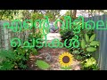 My home plants(എൻ്റെ വീട്ടിലെ ചെടികൾ )