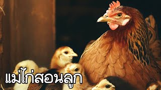 บทความดีๆ แม่ไก่สอนลูก