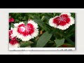 الأزهار الشتوية الحوليات Flowerslanddinaseif9026 