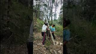 pejuang bambu petung super