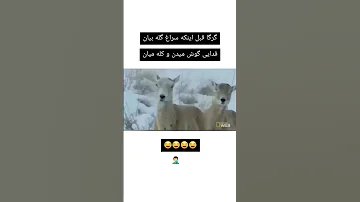 گرگا قبل اینکه سراغ گله بیان فدایی گوش میکنن و کله میان امین اینفرنو فدایی کالاف دیوتی موبایل 
