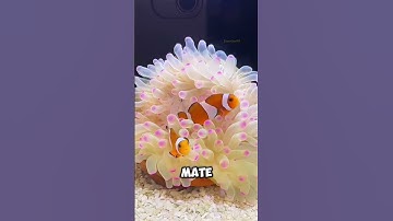 Finding Nemo Got It Wrong… The Truth About Clownfish 😳🐠 #animals #facts #animalshorts