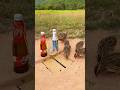 Method Simple Bird Trap - Quail Trap # new bird trap #shorts