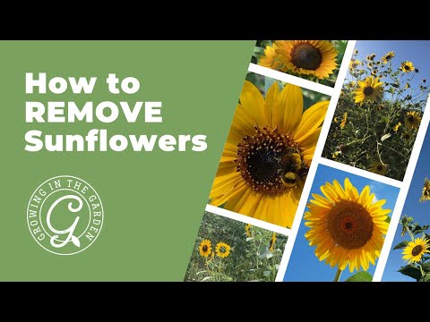 Video: Kunnen zonnebloemen de grond ontsmetten?