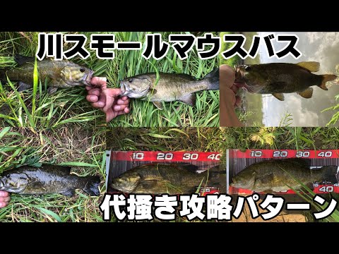 【川スモールマウスバス】代掻きでも釣れるパターン発見っ！？