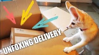 Cutest Reaction when our Fox gets his Delivery from the Mailman