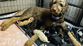 Willow’s birth of 10 Goldendoodle puppies! Cute Disney theme names