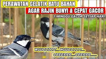 CARA MERAWAT GELATIK BATU BAHAN AGAR CEPAT NGALAS DAN GACOR❗