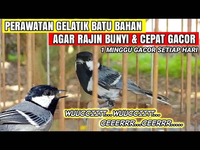 CARA MERAWAT GELATIK BATU BAHAN AGAR CEPAT NGALAS DAN GACOR❗ class=