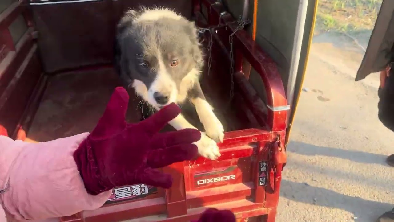 狗市实拍一幕，主人离开，笼中边牧撕心裂肺狂叫