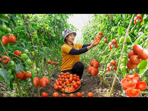 Harvesting Red tomato to the Market to Sell  Vegetable garden care! Lucia's daily life