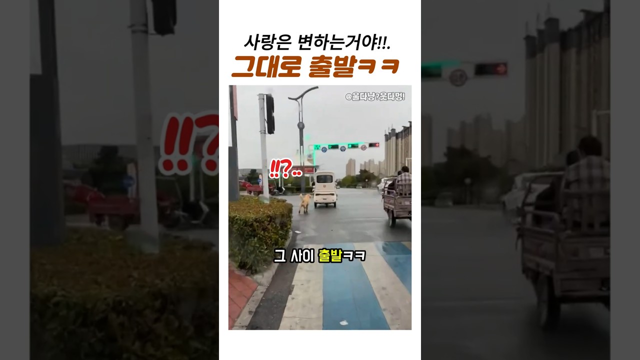 챱츄사랑은 변하지 않는다. #리트리버