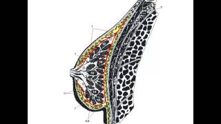 Строение Молочной Железы. Кожа И Ее   Производные.