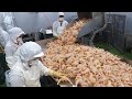 평소에 보기힘든 식품공장의 대량생산5편 몰아보기 통합본 / Special sight! Food factory Mass production