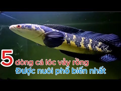 5 most popular beautiful dragon scale snakehead fish breeds! - youtube