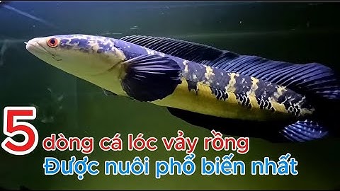 5 dòng cá lóc vảy rồng đẹp được nuôi phổ biến nhất!