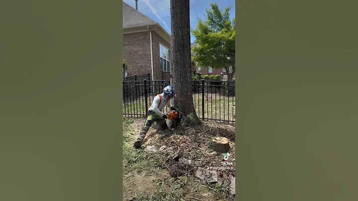 Oak tree down with 500i #arborist #tree #chainsawman #treeclimber #stihl #diy #treesurgeon #treecare