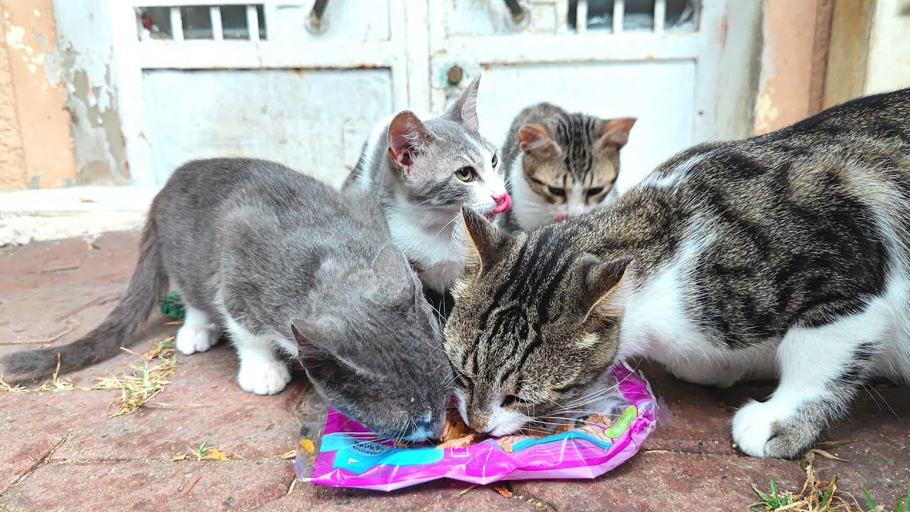 Mom Cat Ate Her Cutest Meowing Baby Kitten's Wet Food By Force And