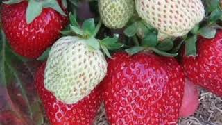 10 СОРТОВ КЛУБНИКИ 🍓 САДОВОЙ для ЦЕНТРАЛЬНОГО ЧЕРНОЗЕМЬЯ. Выбираем))