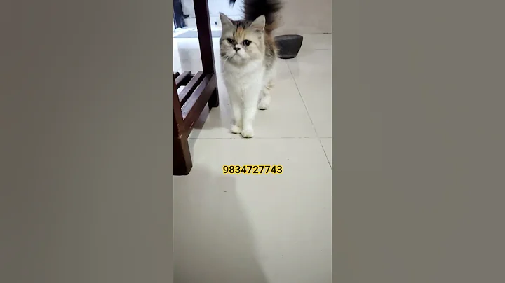 Watch the video about Persian Cat Calico Female Available #cat #video #shorts #kitten #pets