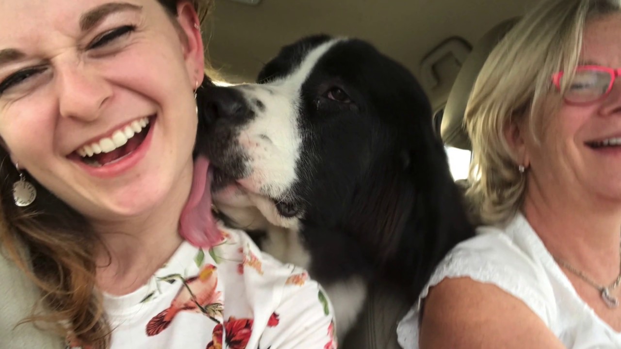 Landseer ECT,   www.landseernorthwest.com,  Big family dogs , landseer European Continental Type